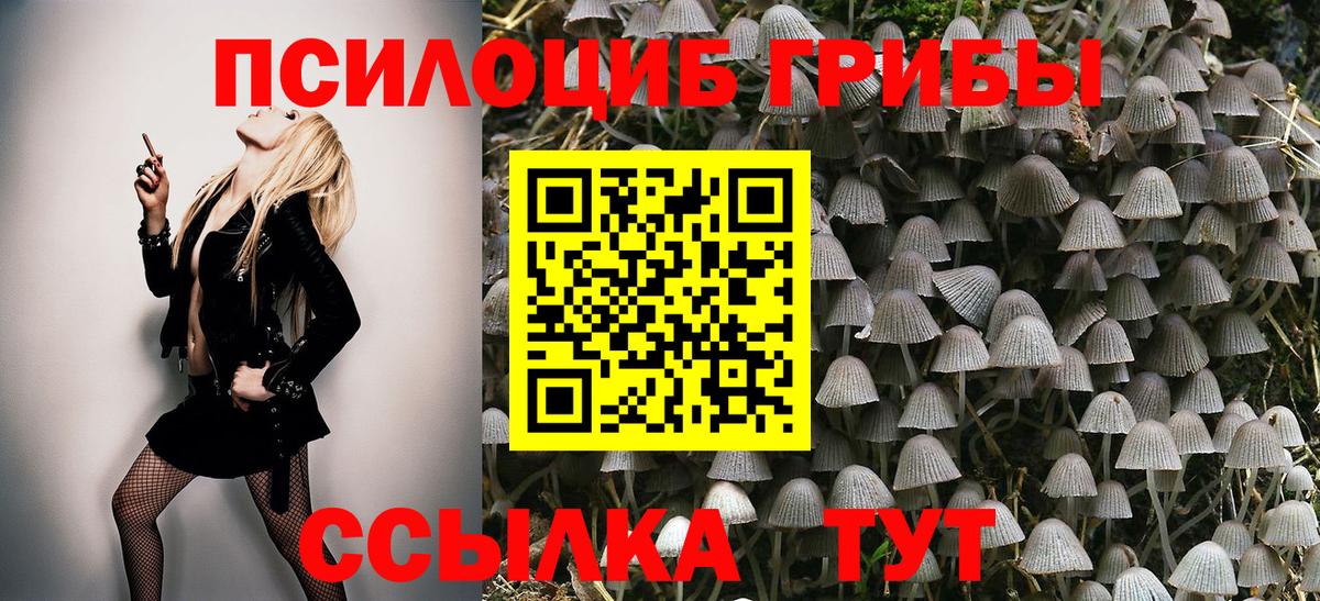 Псилоцибиновые грибы Psilocybine cubensis Ставрополь